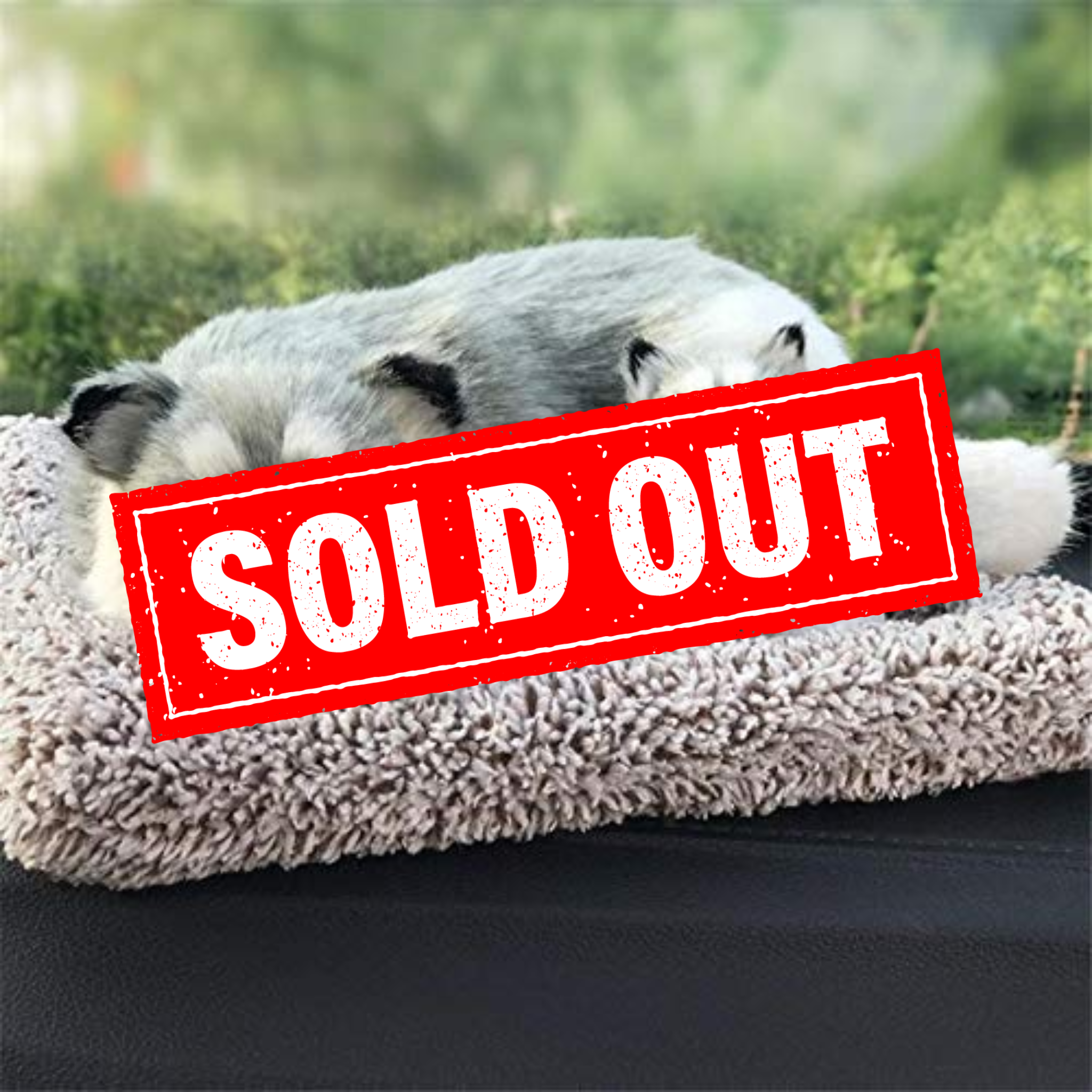 Krakin Dashboard Buddy™ Husky (Grey Edition)